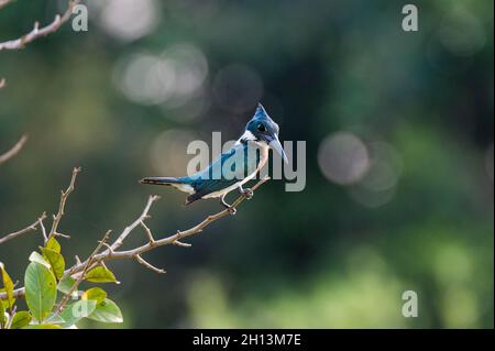 Ein Amazonas-Eisfischer, Chloroceryle amazona, der auf einem Ast sitzt. Mato Grosso Do Sul, Brasilien. Stockfoto