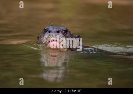 Nahaufnahme des Riesenotters Pteronura brasiliensis, der im Fluss Cuiaba schwimmt. Mato Grosso Do Sul, Brasilien. Stockfoto