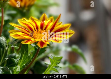 Blick auf Gazania Rigens Blume mit grünem Laub Nahaufnahme auf verschwommenem Hintergrund Stockfoto