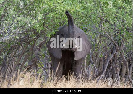 Ein afrikanischer Elefant, Loxodonta africana, dutzt die Luft in der Savuti-Sumpflandschaft des Chobe National Park. Botswana. Stockfoto