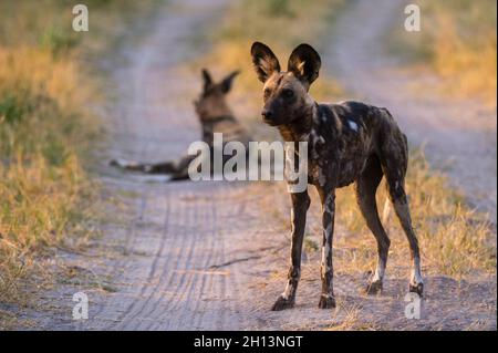 Zwei afrikanische Wildhunde, Lycaon pictus, auf einer unbefestigten Straße im Sumpf des Chobe National Park. Botswana. Stockfoto