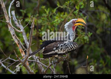 Ein östlicher Gelbschnabel-Hornbill, Tockus flavirostris, steht in der Khwai-Konzession des Okavango-Deltas. Botswana. Stockfoto