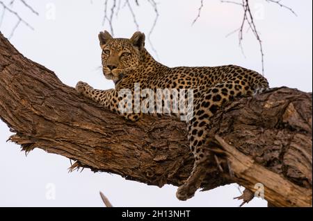 Ein Leopard, Panthera Pardus, Khwai Konzession, der in einem Baum in der Khwai Konzession des Okavango-Deltas ruht. Botswana. Stockfoto