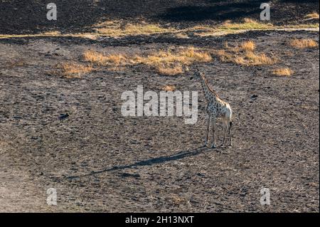 Eine Luftaufnahme einer Giraffe, Giraffe camelopardalis, die nach einem Buschfeuer im Okavango-Delta von Botswana spaziert. Botswana. Stockfoto