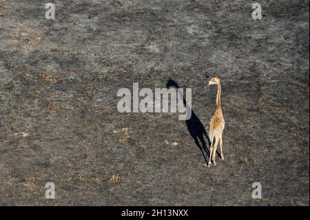 Eine Luftaufnahme einer Giraffe, Giraffe camelopardalis, die nach einem Buschfeuer im Okavango-Delta von Botswana spaziert. Botswana. Stockfoto