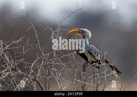 Ein südlicher Gelbschnabelhornschnabel, Tockus leucomelas, der auf einem Busch steht. Nxai Pan, Botswana Stockfoto