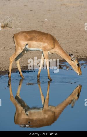 Ein weibliches Impala, Aepyceros melampus, das aus einem Wasserloch trinkt. Kalahari, Botswana Stockfoto