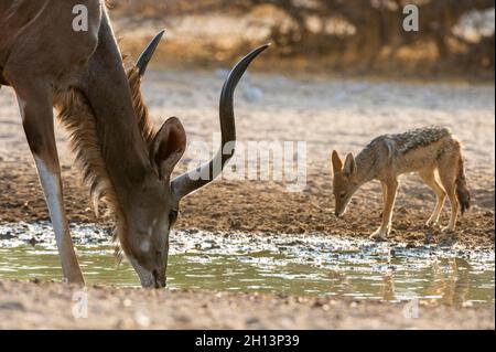 Ein größeres Kudu-Männchen, Tragelaphus strepsiceros, und der Schakal mit schwarzer Rückendeckung, Canis mesomelas, trinken. Kalahari, Botswana Stockfoto