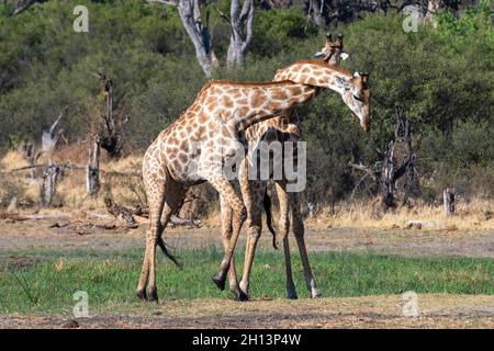 Zwei südliche Giraffen, Giraffa camelopardalis, Sparring. Khwai-Konzession, Okavango-Delta, Botswana Stockfoto