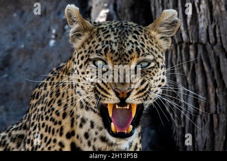 Ein Leopard (Panthera pardus) schnarlt und schaut auf die Kamera, Okavango Delta, Botswana. Stockfoto