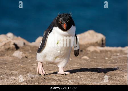 Ein Steintrichter Pinguin, Eudytes chrysocome, zu Fuß. Pebble Island, Falkland Islands Stockfoto