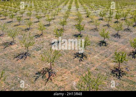 Luftaufnahme des jungen Olivenhains in den Ausläufern der spanischen Pyrenäen bei Huesca, Aragon, Spanien Stockfoto
