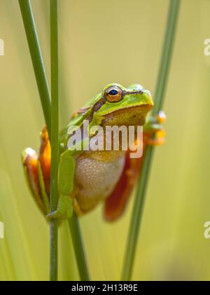 Europäischer Baumfrosch (Hyla arborea) klettert in gemeinsamer Eile (juncus effusus) und schaut in die Kamera Stockfoto