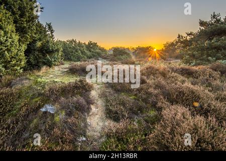 Heide in hügeligem Gelände an einem kalten Morgen mit Reif im november, Drenthe Provinz, Niederlande. Landschaft Szene in der Natur Europas, Stockfoto