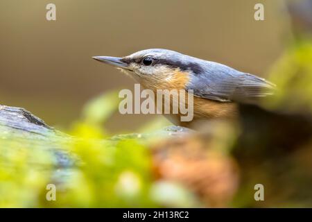 Eurasischer Nuthatch (Sitta europaea) auch Holznuthatch genannt, der an einem Baumstamm im Wald hängt. Tierwelt in der Natur. Oft als Gartenvogel gesehen. Liv Stockfoto