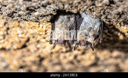 Braune Langohrfledermaus, gewöhnliche Langohrfledermaus (Plecotus auritus). Zwei überwinternde Fledermäuse im Winter in einem Keller. Drenthe, Niederlande. Stockfoto