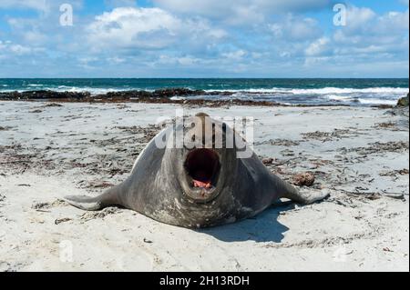 Eine südliche Elefantenrobbe, Mirounga leonina, bellt. Sea Lion Island, Falkland Islands Stockfoto