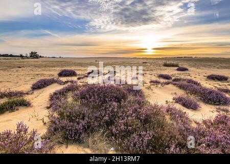 Beruhigende Landschaft Landschaft Heide im Nationalpark Hoge Veluwe, Provinz Gelderland, Niederlande. Landschaft Szene der Natur in Europa. Stockfoto