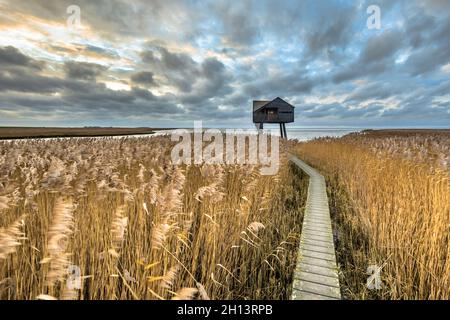 Holzweg durch Salzgezeitensumpfs führt zu Sternwarte verstecken im Natura 2000-Gebiet Dollard, Provinz Groningen, Niederlande. Landschaftsaufnahme Stockfoto