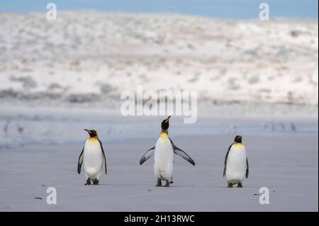 Drei Königspinguine, Aptenodytes patagonica, wandern am Volunteer Point Beach. Volunteer Point, Falkland Islands Stockfoto