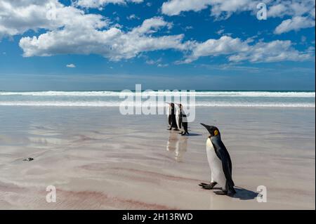 Drei Königspinguine, Aptenodytes patagonica, wandern am Volunteer Point Beach. Volunteer Point, Falkland Islands Stockfoto