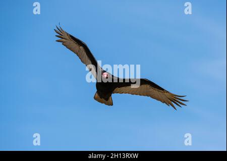 Ein türkeigeier, Cathartes Aura, im Flug. Cape Dolphin, Falklandinseln Stockfoto