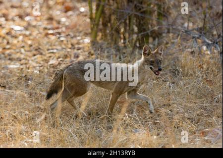 Goldener Schakal, Canis aureus, Wandern im trockenen Gras im indischen Bandhavgarh-Nationalpark. Madhya Pradesh, Indien. Stockfoto