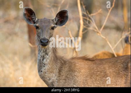 Weibliche Sambar-Hirsche, Rusa unicolor, im indischen Bandhavgarh-Nationalpark. Madhya Pradesh, Indien. Stockfoto