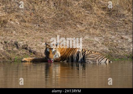Ein bengalischer Tiger, Panthera tigris tigris, Trinkwasser im indischen Bandhavgarh-Nationalpark. Madhya Pradesh, Indien. Stockfoto