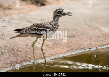 Burhinus indicus, ein indisches Dickkniechen, trinkt im indischen Bandhavgarh-Nationalpark. Madhya Pradesh, Indien. Stockfoto