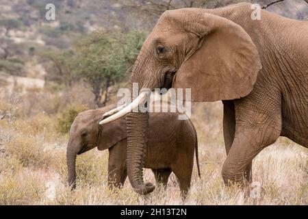 Eine afrikanische Elefantenweibin, Loxodonta Africana, die mit ihrem Kalb läuft, Kalama Conservancy, Samburu, Kenia. Kenia. Stockfoto