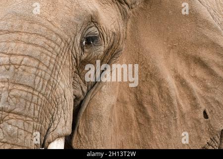 Nahaufnahme eines afrikanischen Elefanten, Loxodonta Africana, Kalama Conservancy, Samburu, Kenia. Kenia. Stockfoto