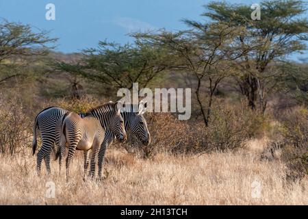 Ein Zebra von Grevy, Equus grevyi, und sein Fohlen, Kalama Conservancy, Samburu, Kenia. Kenia. Stockfoto