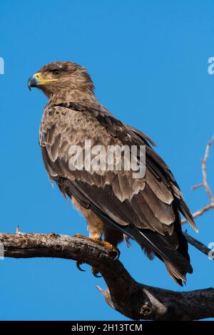 Ein Tawny Eagle, Aquila rapax, thront auf einem Baumzweig, der die Savanne im Samburu National Reserve, Kenia, vermessung. Kenia. Stockfoto