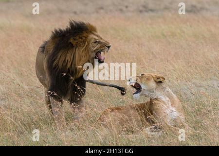 Lions, Panthera leo, Masai Mara, Kenia. Kenia. Stockfoto