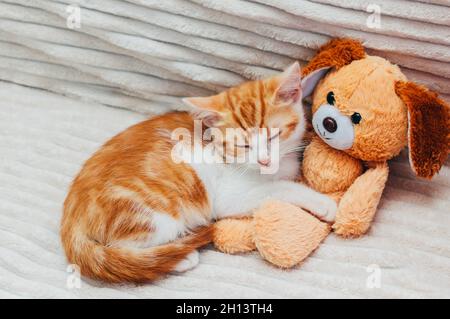 Ingwer Kätzchen schläft auf dem Bett in einer Umarmung mit einem Spielzeug Stockfoto