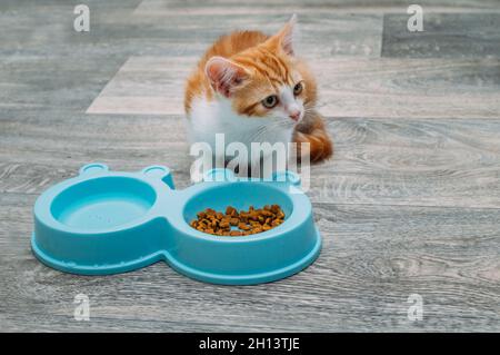 Ingwer-Kätzchen frisst trockene Lebensmittel aus einer blauen Schüssel auf dem Küchenboden. Kätzchen-Food-Konzept Stockfoto