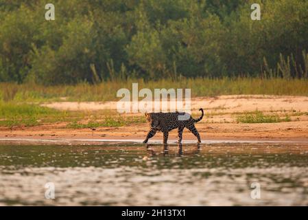 Ein Jaguar, der im NordPantanal ins Wasser kommt Stockfoto