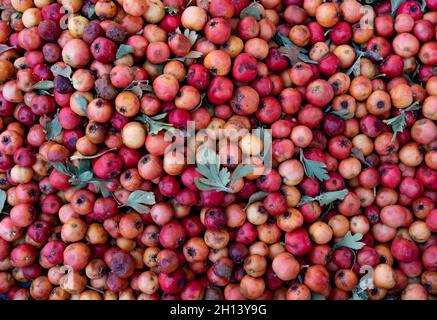 Echter Food-Backround: Reife Weißdornbeeren auf dem Bauernmarkt. Top Aussicht Stockfoto