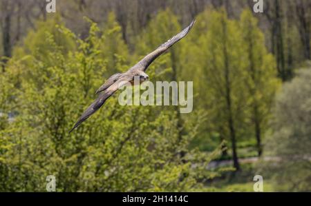 Ausgewachsener Schwarzer Drachen, Milvus migrans, im Flug Stockfoto