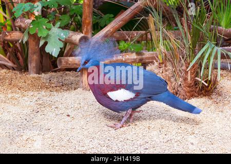 Farbenfrohe, blau-violette, westlich gekrönte Pegion-Nahaufnahme Stockfoto