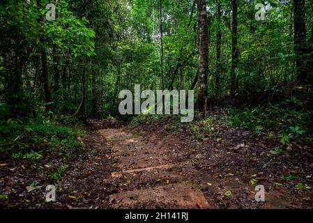 Im geheimnisvollen Wald versteckte Treppen Stockfoto