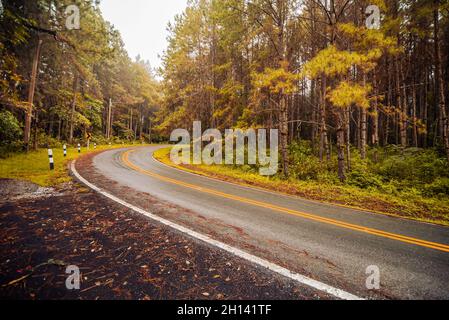Straße im Herbstwald. Forststraße im Herbst Stockfoto