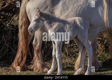 Welsh Mountain Ponys - Stute und Fohlen - grasen auf gemeinsamen Land in Rhossili, Gower Peninsula, Wales. Stockfoto