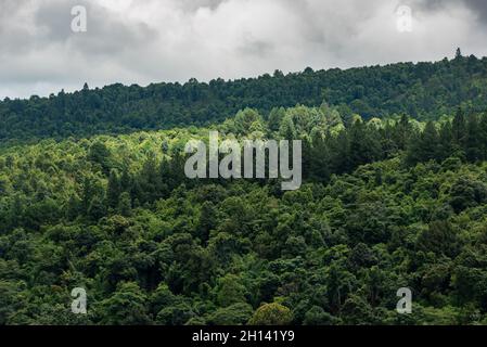 Luftaufnahme eines tropischen Regenwaldes an einem bewölkten Tag Stockfoto
