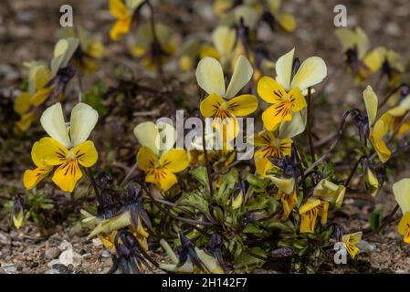 Dune Pansy, Viola tricolor ssp curtisii, blühend auf Sanddünen, Wales. Stockfoto