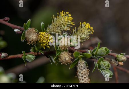 Schleichende Weide, Salix repens, mit männlichen Blüten im Frühjahr; Dünenschlacke, Wales. Stockfoto