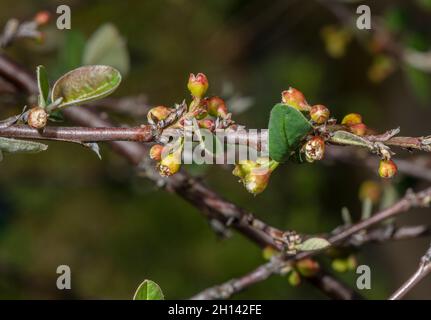 Great Orme Berry, Cotoneaster cambricus, blühend auf der Great Orme, Wales, Stockfoto