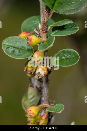 Great Orme Berry, Cotoneaster cambricus, blühend auf der Great Orme, Wales, Stockfoto