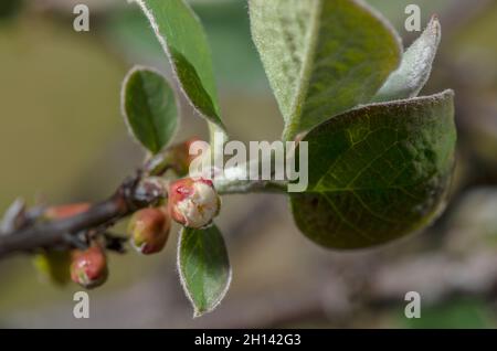 Great Orme Berry, Cotoneaster cambricus, blühend auf der Great Orme, Wales, Stockfoto